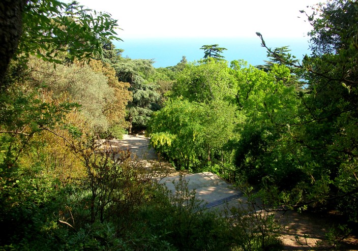 An immense variety of trees are found in Nikitsky Gardens